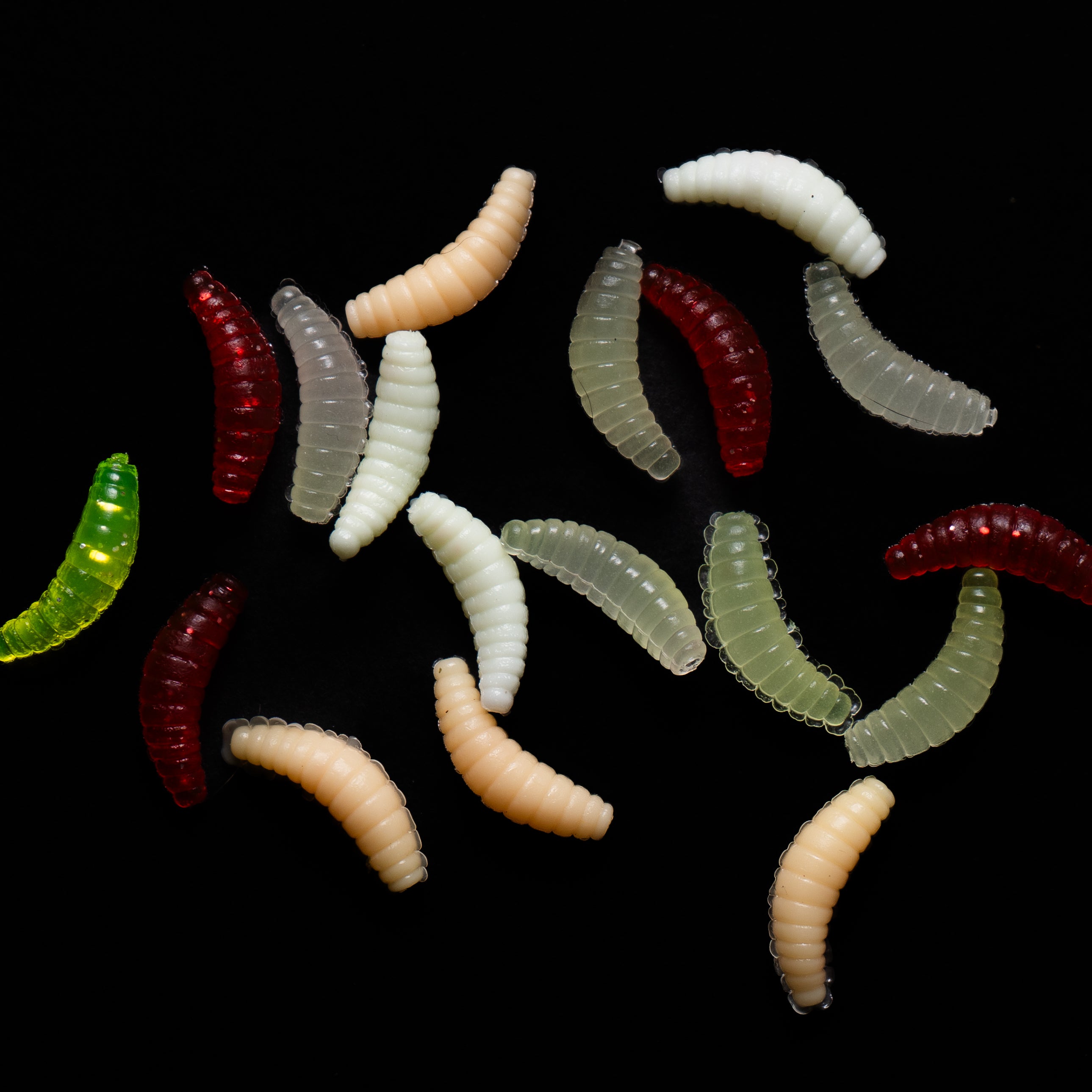 Maggots
